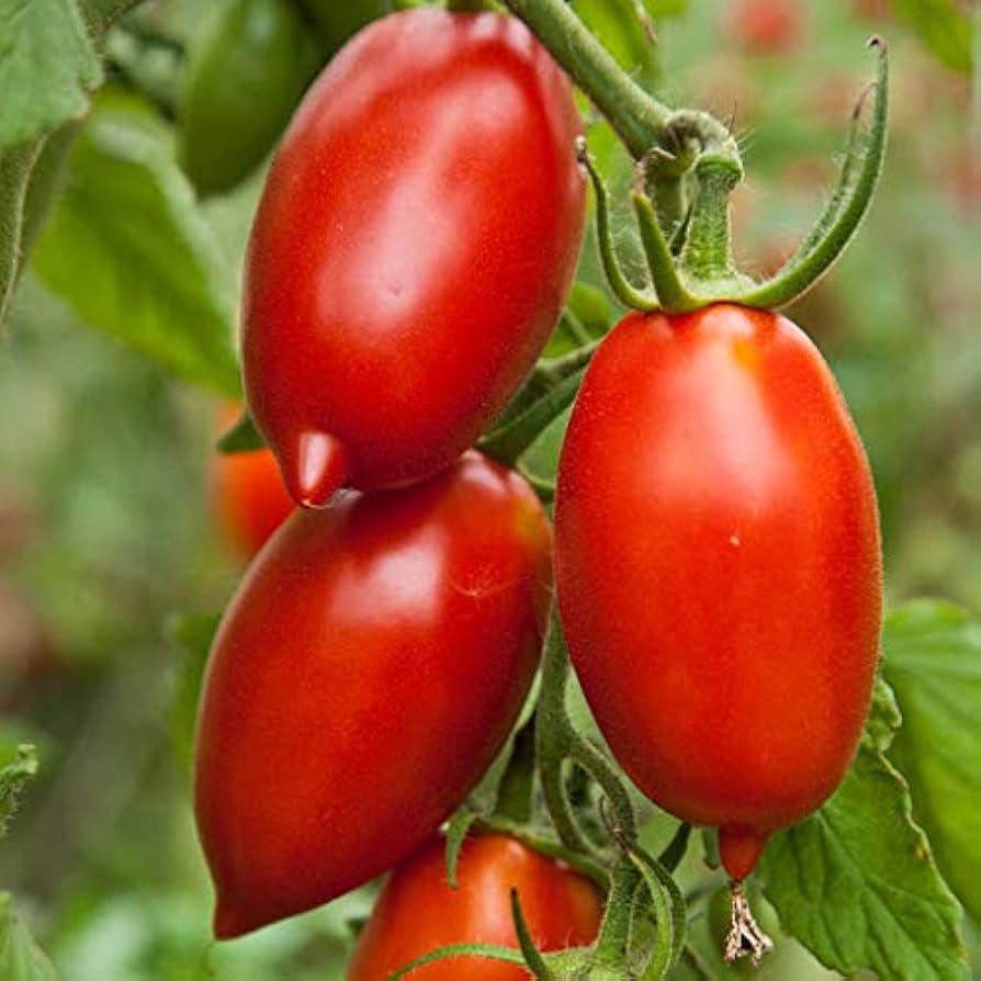 Amish (Paste tomato) for planting in garden